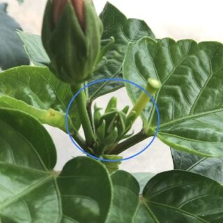 ハイビスカス ベランダと部屋で育てる植物 ハイビスカス ベランダと部屋で育てる植物