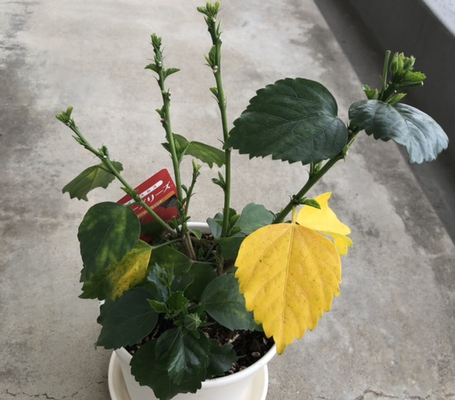 ハイビスカスの葉が黄色くなる原因 ベランダと部屋で育てる植物