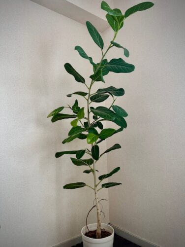 ベンガレンシスを育てて3年後 | ベランダと部屋で育てる植物