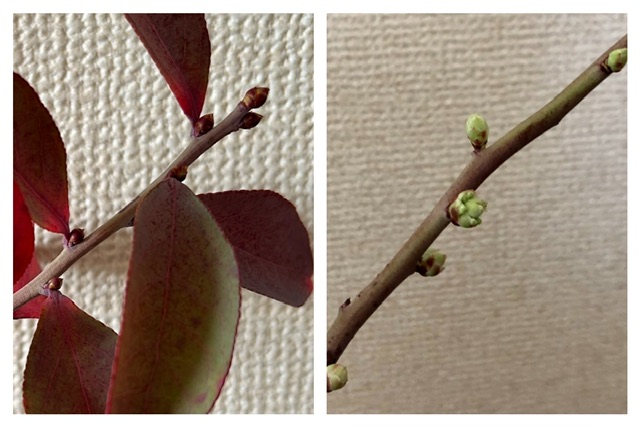 ブルーベリーの枝