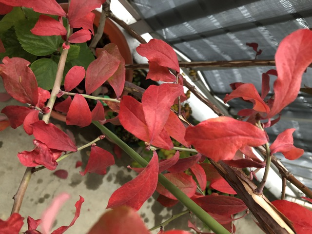 ブルーベリーの紅葉