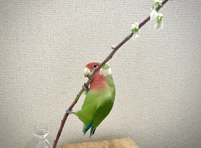 コザクラインコとブルーベリー