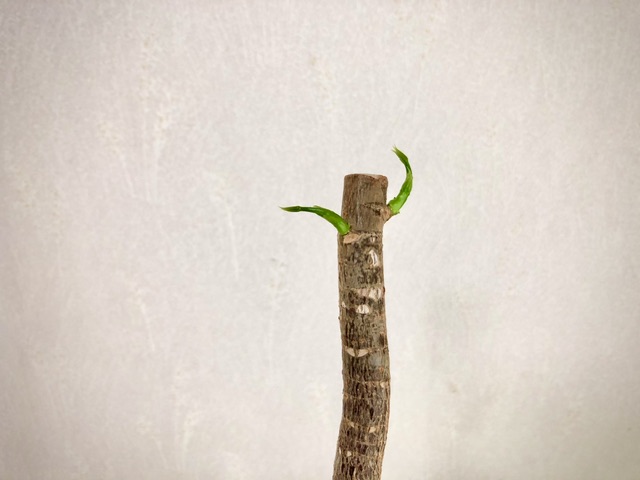 パキラ