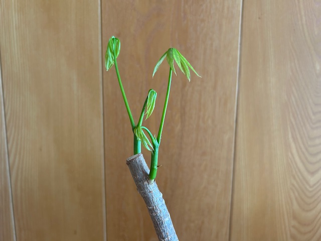 パキラ