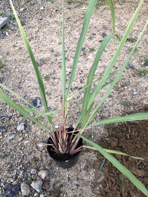 レモングラス