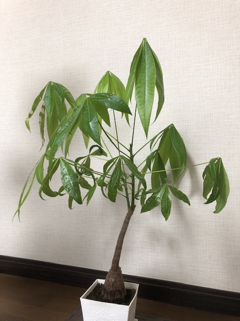 パキラ