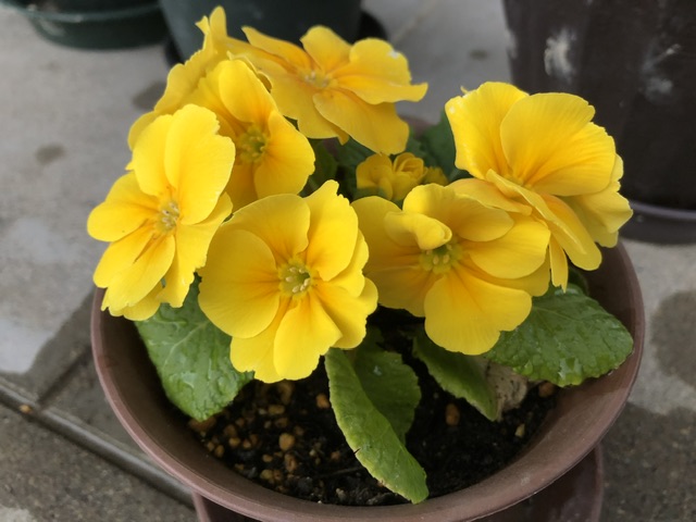 ジュリアンの花