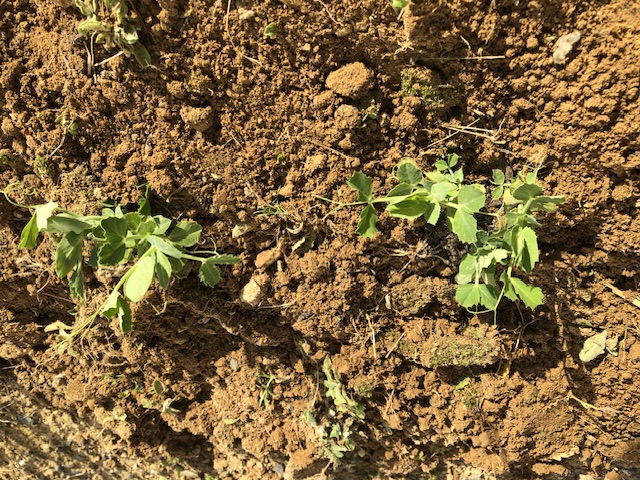 スナップエンドウ