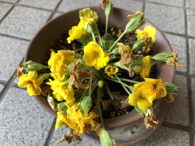 ジュリアンの花