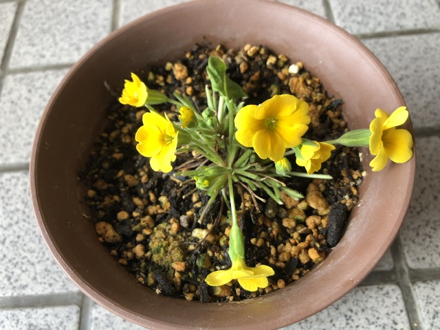 ジュリアンの花