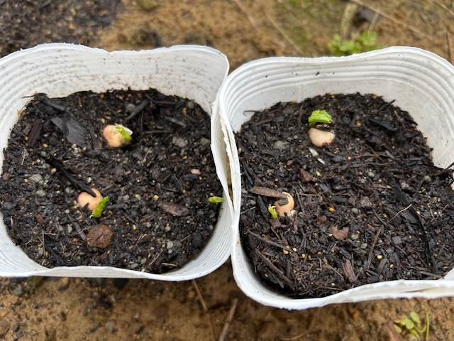 スナップエンドウ