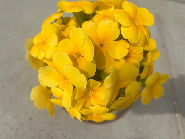 ジュリアンの花