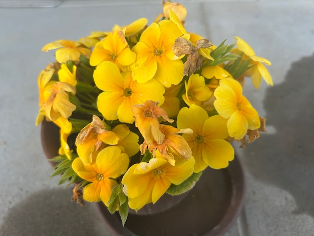 ジュリアンの花