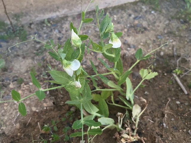 スナップエンドウ