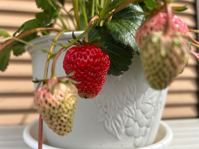 イチゴ