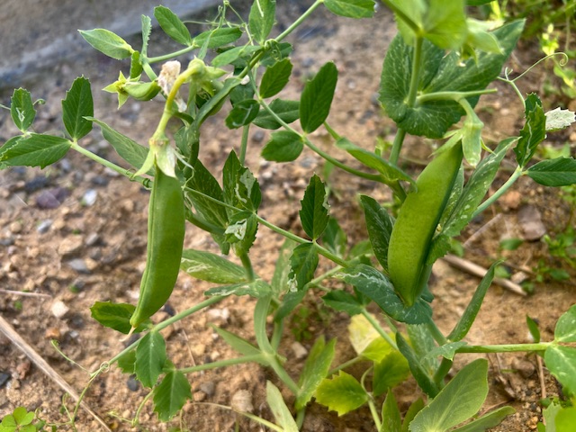 スナップエンドウ