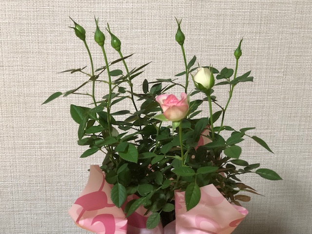ミニバラ