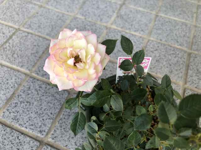 ミニバラ（カルーセル・コルダナ）